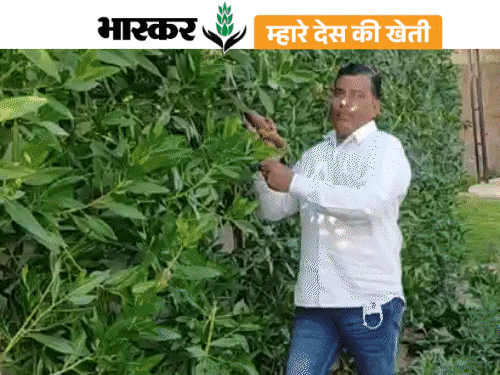 खेती में पानी का संकट बढ़ा तो शुरू की नर्सरी:सालाना 20 लाख रुपए की कमाई, ताऊ से काम सीखकर बनाई पहचान