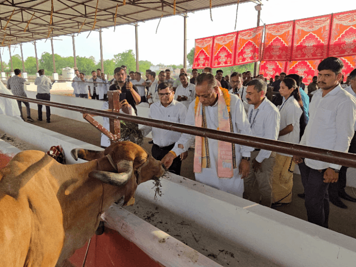 राज्य में 1.11 करोड़ गोवंश को लगाई जाएगी वैक्सीन:पशुपालन मंत्री ने ब्यावर में किया लम्पी टीकाकरण के दूसरे चरण का आगाज