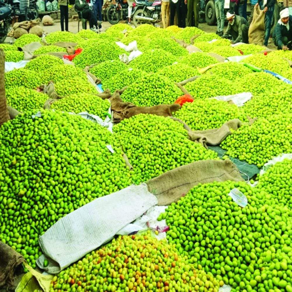 विकसित पंचायत की कहानी:कभी अरंडी की झाड़ियां थीं पहचान, अब बगीचों से महकता है गांव नगला अंडडुआ, यहां के अमरूद-बेर की कई राज्यों में होते हैं निर्यात
