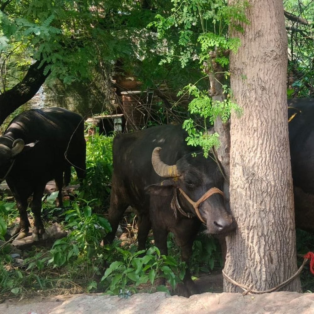 16 पशु मुक्त कराए, चार तस्कर गिरफ्तार:धौलपुर में आंगई पुलिस की पशु तस्करी पर कार्रवाई