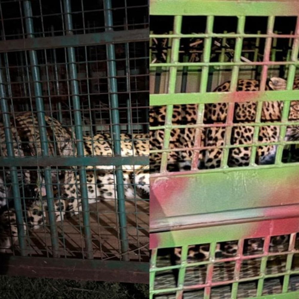 25 दिन से दहशत फैला रहे दो लेपर्ड पकड़े:रणथंभौर टाइगर रिजर्व की टीम ने फलोदी टोडरा से किया रेस्क्यू