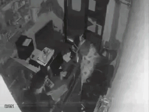अमृतसर में बॉयफ्रेंड को जिंदा जलाने वाली युवती का VIDEO:पेट्रोल लेकर घर पहुंची, युवक हाथ जोड़ता रहा, वह पैर पर पैर रख अंगुली दिखाती रही