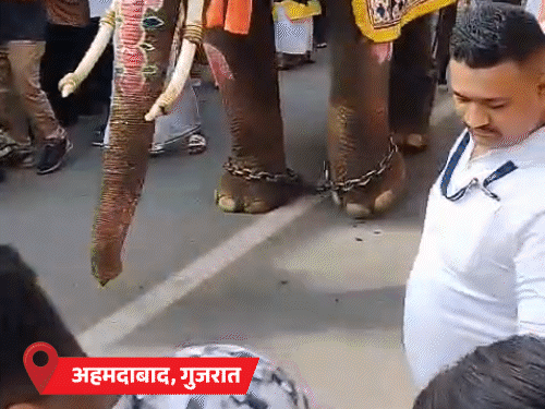 अहमदाबाद रथयात्रा में हाथियों को पैर बांधकर लाया गया:पिछले साल 3 हाथी बेकाबू हुए थे; पुरी में सोने की झाड़ू से होगी रथों की सफाई
