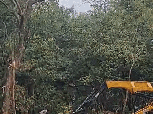 उत्तराखंड में फोरलेन प्रोजेक्ट के विरोध में मनेगा 'ब्लैक हरेला':एलीफेंट कॉरिडोर में पेड़ काटने पर उठे सवाल; पर्यावरणविद बोले- कोर्ट में मामला, फिर कटाई क्यों?