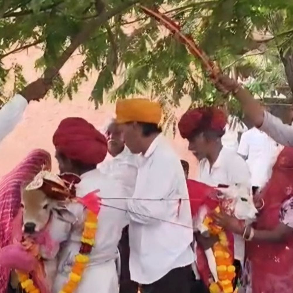 ऊंट पर निकली बछड़े की बंदोली:गाजे-बाजे के साथ निकली बारात, शुभ मुर्हूत में हुए फेरे, अनूठे विवाह में शामिल हुआ पूरा गांव