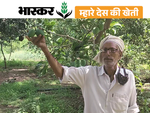 कैरी के अचार से किसान को सालाना 8-लाख की कमाई:विदेशों तक है डिमांड, अरावली की पहाड़ियों में 4 बीघा में लगाया आम का बाग