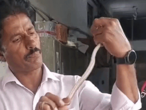 कोटा MBS अस्पताल में सिक्योरिटी गार्ड को सांप ने काटा:लाइट बोर्ड के पीछे छिपा था 2 फीट लंबा वुल स्नेक ,स्नेक कैचर ने रेस्क्यू किया