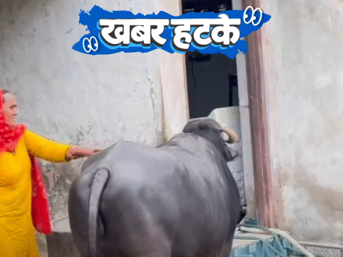 खबर हटके- टीवी देखे बिना दूध नहीं देती भैंस:ऐसे ग्रह जहां बरसते हैं हीरे; बिना सड़क वाला गांव, छतों पर चलते हैं लोग