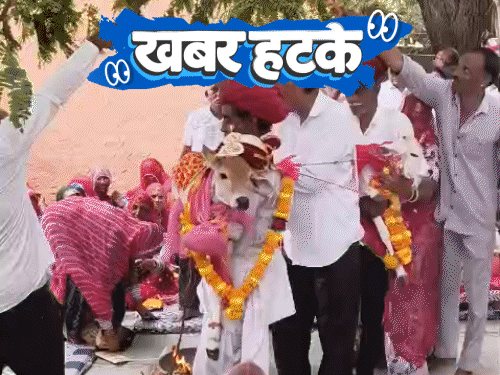 खबर हटके- बाढ़ में फ्रिज के अंदर बैठकर बचाई जान:मॉल के अंदर धान बोने का कॉम्पिटीशन; बछड़े-बछिया की शादी, गीत गाकर विदाई हुई