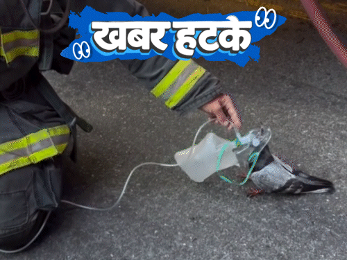 खबर हटके- भूतिया घर खरीदने की होड़, 50% डिस्काउंट:कबूतर की जान बचाने के लिए लगाया ऑक्सीजन मास्क; दुनिया की पहली फ्री-स्टाइल रोबोट फाइट