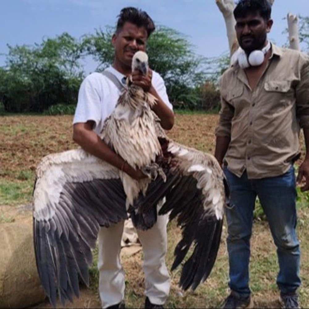 खेत में घायल मिला दुर्लभ हिमालयन ग्रिफन गिद्ध:वन विभाग और कोबरा टीम ने रेस्क्यू किया, हालत नाजुक होने पर जयपुर रेफर करने की तैयारी