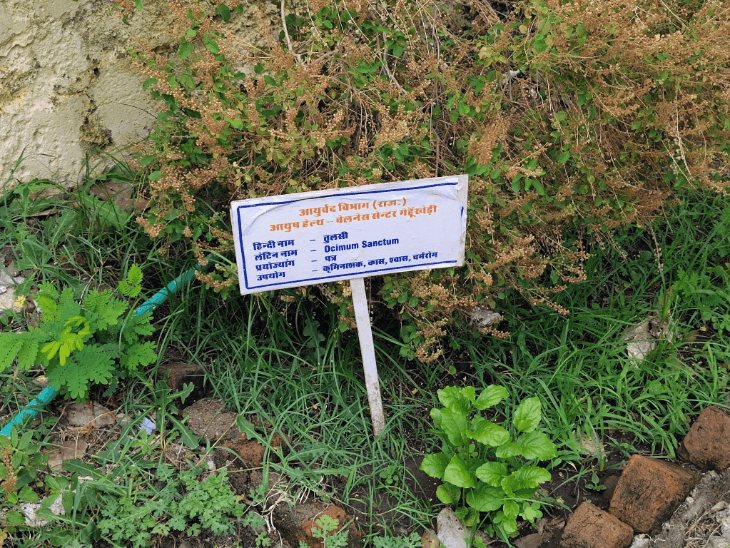 गेहूंखेड़ी आयुर्वेदिक अस्पताल में 'ग्रीन क्लिनिक' तैयार:औषधीय पौधे बता रहे बीमारियों के प्राकृतिक उपचार का तरीका