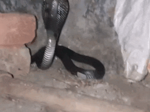 घर में झाड़ू लगाते समय महिला के सामने आया ब्लैक-कोबरा:कमरे में फन फैलाए बैठा रहा सांप, स्नेक कैचर ने सुरक्षित पकड़कर जंगल में छोड़ा