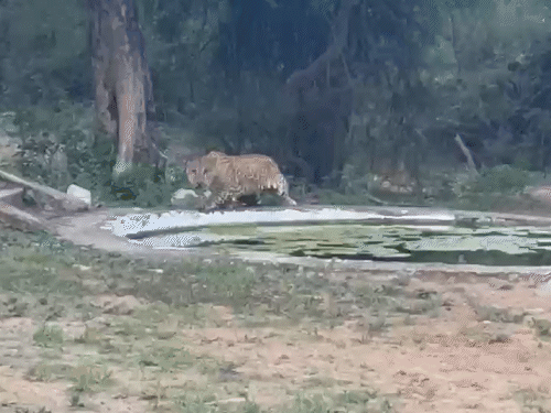 जयपुर- टूरिस्ट जिप्सी की ओर दौड़ा लेपर्ड, कुत्ते का शिकार,VIDEO:12 सेकेंड में मारा, कुछ देर डॉग के पास बैठा, फिर घसीटकर ले गया