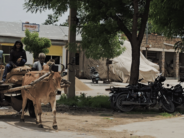 नागौर मंडी में लगातार दूसरे दिन स्थिर रहे भाव:जीरा 21,500 रुपए पर कायम, मूंग-ग्वार और चना में भी नहीं हुआ बदलाव