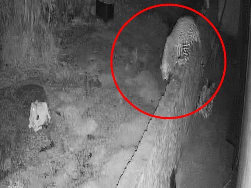 पंजाब- आंगन में बंधी गाय को उठा ले गया तेंदुआ,VIDEO:होशियारपुर में दीवार फांदकर घर में घुसा, जबड़े में दबोचकर घसीट ले गया