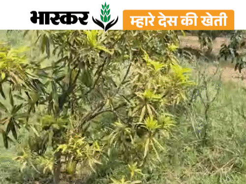 बागवानी के लिए बैंक मैनेजर की नौकरी छोड़ी:अब फलों से हर साल 10 लाख की कमाई, नवाचार के लिए सरकार करेगी सम्मानित