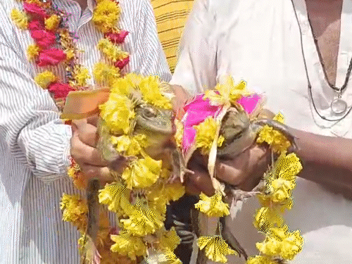 बारिश के लिए मेंढक बना दूल्हा, मेंढकी ने पहना लहंगा:ढोल नगाड़ों पर बाजार में निकली बारात; हल्दी-मेहंदी और विदाई भी हुई