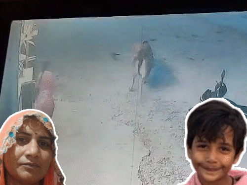 बेटी को बचाने के लिए गाय से भिड़े मां-बाप; VIDEO:2 बार जमीन पर पटका, छाती में सींग मारा, पसलियां टूटीं