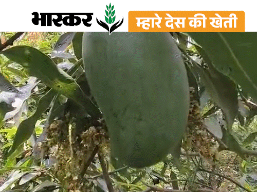 'मल्लिका' आम ने बदली किस्मत, हर साल लाखों की कमाई:प्राइवेट नौकरी छोड़कर शुरू की बागवानी; इनोवेशन के लिए मिला सम्मान
