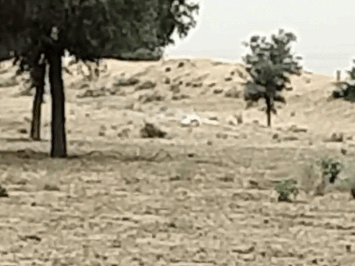 महाजन में सेना ने जिंदा बम डिफ्यूज किया:तेज धमाके के बाद दूर तक दिखा रेत का गुबार, दो दिन पहले खेत में मिला था बम