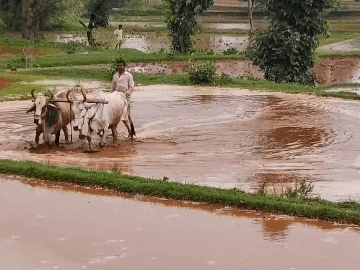 मानसून की बारिश के बाद खरीफ सीजन की बुवाई शुरू:डूंगरपुर में 1 लाख 28 हजार हेक्टेयर में बुवाई का लक्ष्य