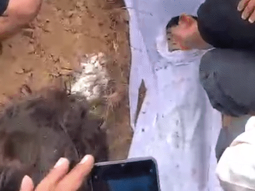 मोहाली में बच्चों के अंतिम संस्कार में पहुंची कातिल मां:लोगों ने चेहरा नहीं देखने दिया, कहा- तुझे ये हक नहीं; 3 बच्चे नहर में फेंके थे