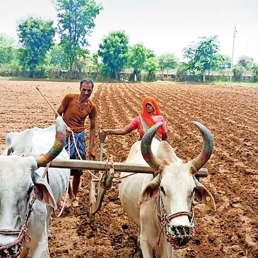 रेलमगरा में सबसे ज्यादा 241, राजसमंद मुख्यालय पर सबसे कम 32 मिमी बारिश हुई