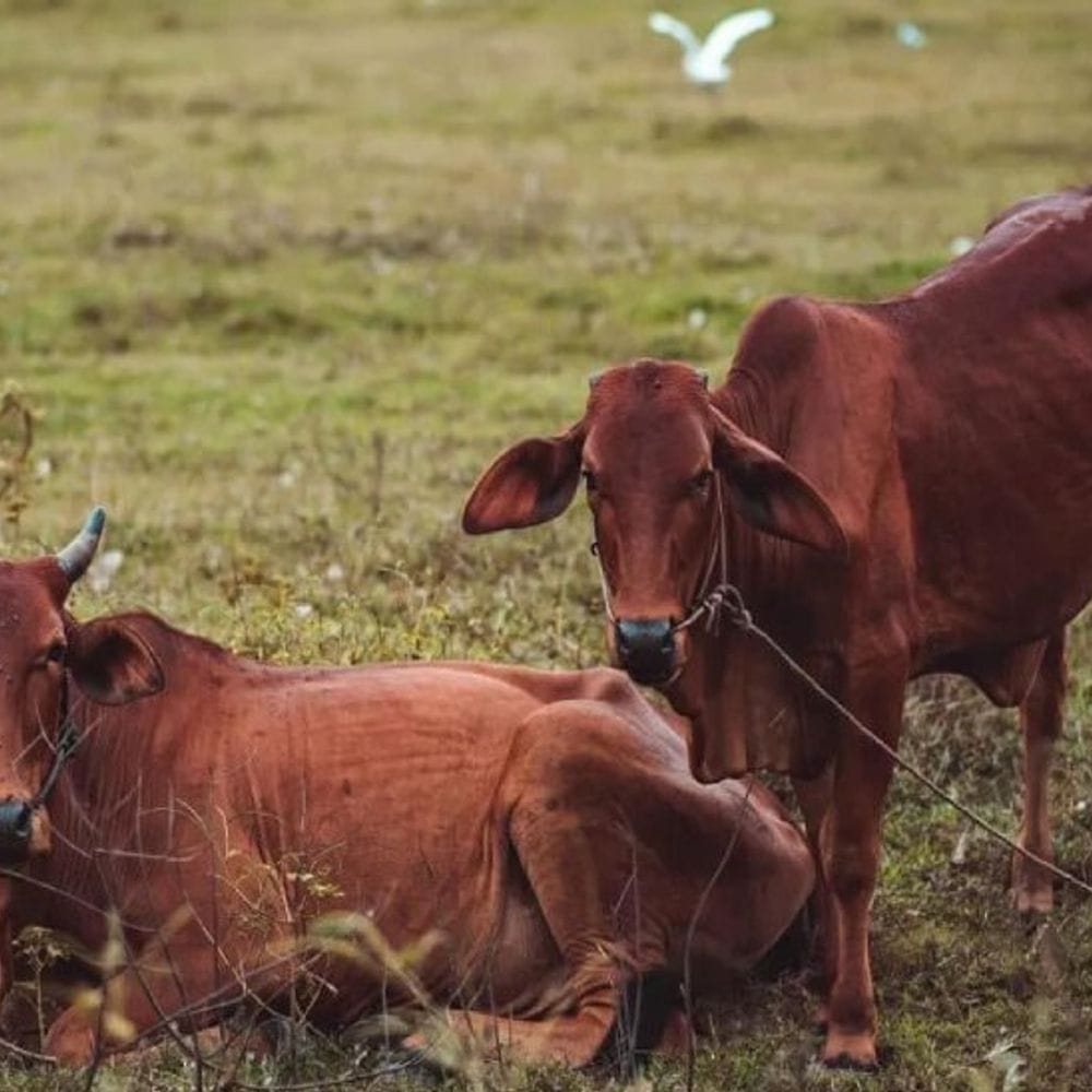 सरकार से प्रस्ताव रद्द, पर कब्जा बरकरार:20 बीघा चारागाह में भाजपा विधायक बैरवा और बेटे गौशाला चला रहे, इसमें 1 भी गाय नहीं