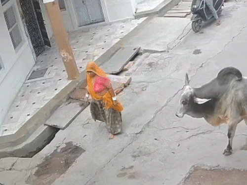 सांड ने महिला को सींगों से 4 फीट उछाला; VIDEO:9 पसलियां क्रैक, सिर में आए 8 टांकें, पाली से जोधपुर रेफर