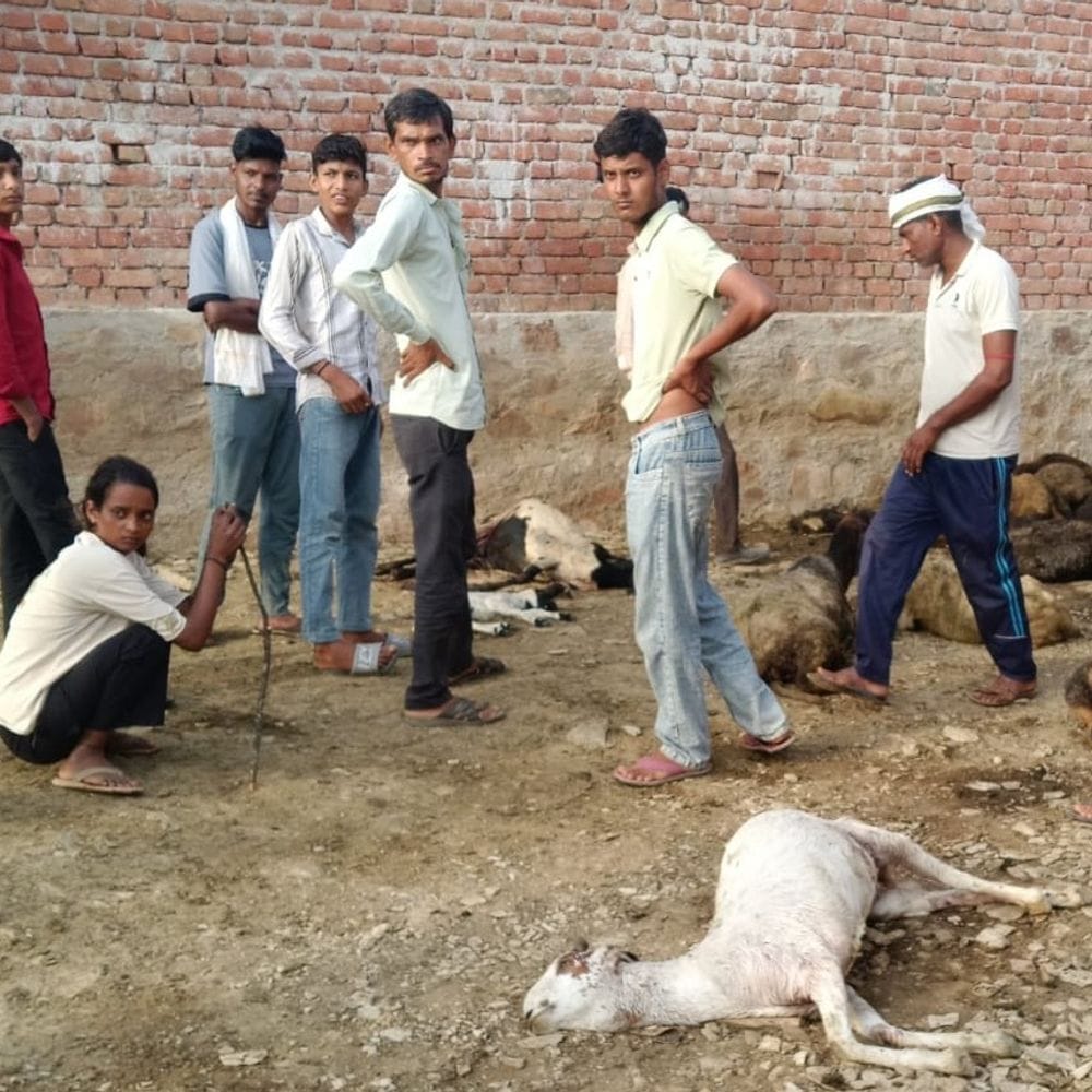 सोरण गांव में 20 भेड़-बकरियों की मौत:नहीं मिले जंगली जानवर के पगमार्क, नुकसान से भावुक हुआ परिवार; बोले- आजीविका का सहारा खत्म