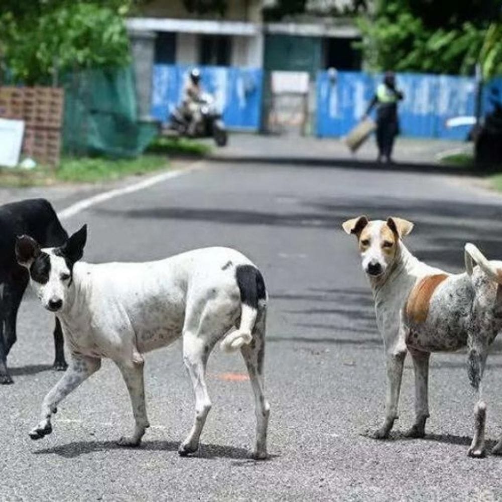 स्ट्रीट डॉग को लेकर लोक अदालत में दिया परिवाद:एडवोकेट बोले- ये लोगों को काट रहे, लेकिन जिम्मेदार नहीं दे रहे ध्यान