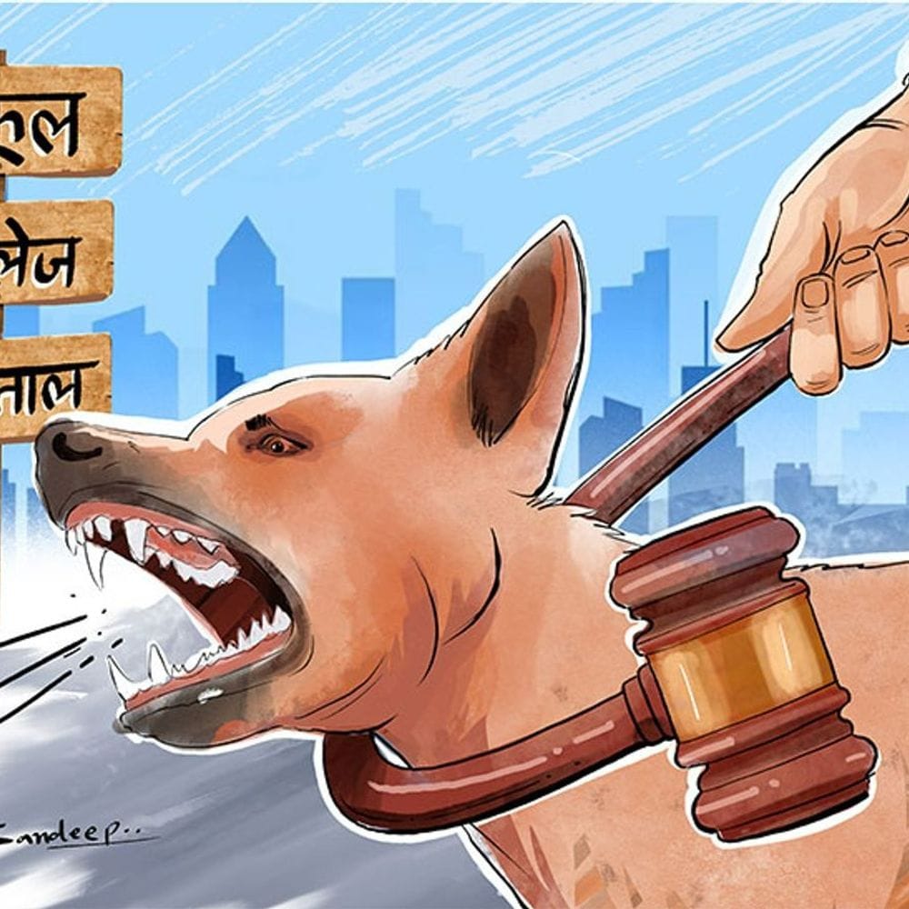 हाईकोर्ट ने पूछा-आवारा कुत्तों को हटाने के लिए क्या किया:पालतू कुत्तों का रजिस्ट्रेशन भी जरूरी; पंजीकरण नहीं कराने वाले मालिकों पर लगेगा जुर्माना