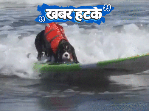 खबर हटके- कुत्तों ने समुद्री लहरों पर सर्फिंग की:सियार के मांस से बन रही शराब; 15 हजार फीट पर उड़ते हुए टैटू बनाया
